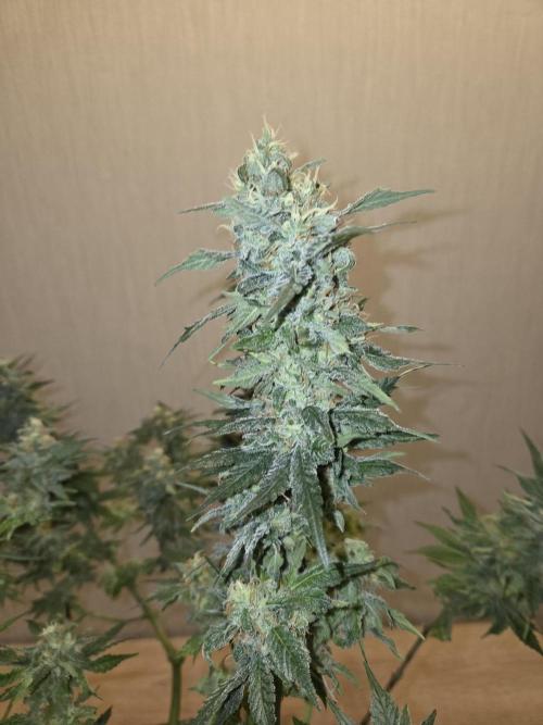 OG Kush. Week 13 - #2
