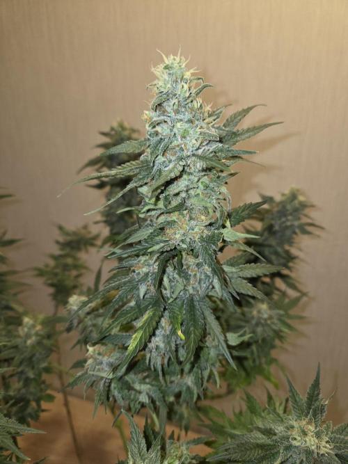OG Kush. Week 13 - #2