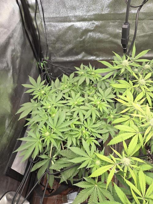 Super Silver Haze . Week 7