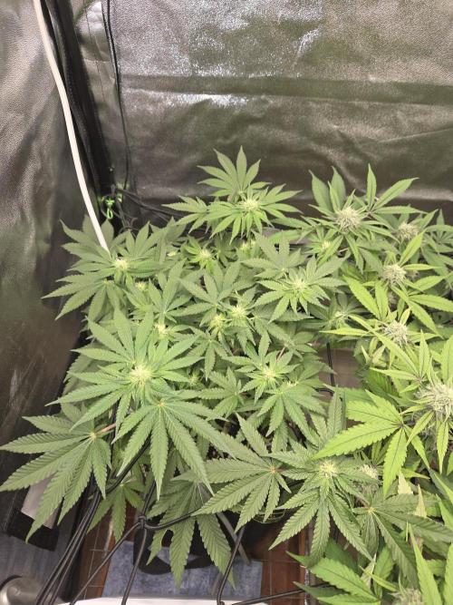 Super Silver Haze. Week 8
