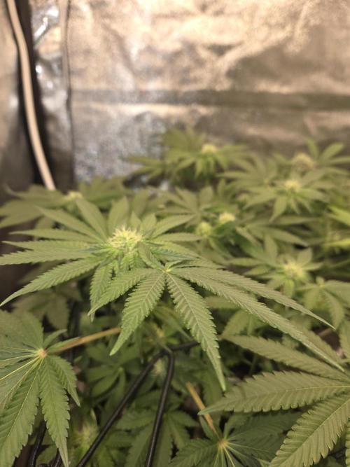 Super Silver Haze. Week 8