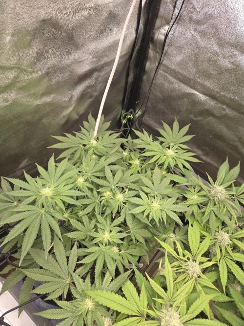 Super Silver Haze . Week 8