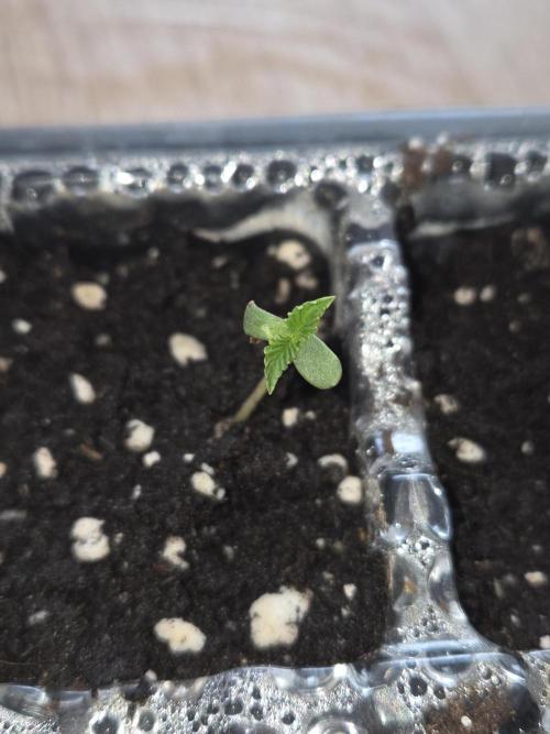 Grizzly Glue. Week 0 - Tag 2