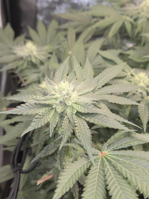 Super Silver Haze. Week 9