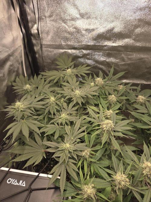 Super Silver Haze. Week 9