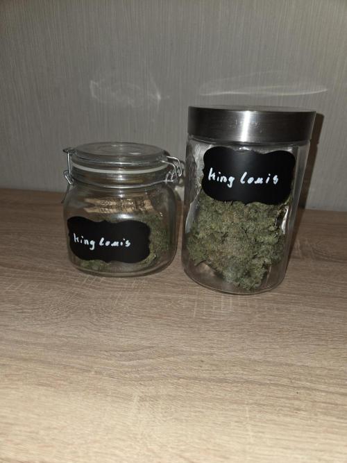 King Louis Auto. Week 11