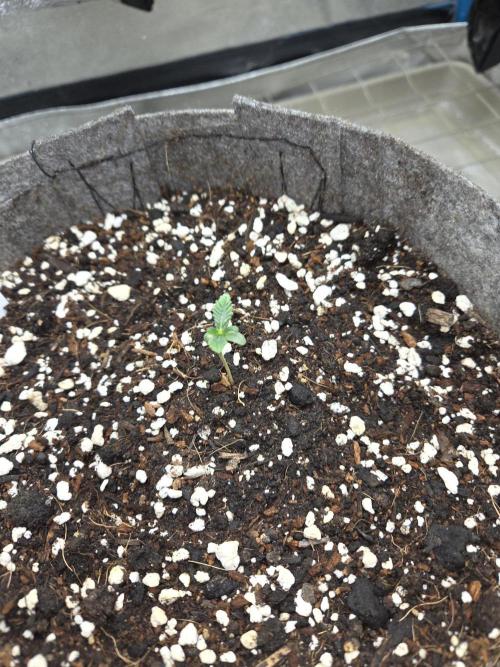Grizzly Glue. Week 2
