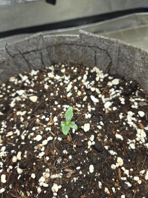 Grizzly Glue. Week 2