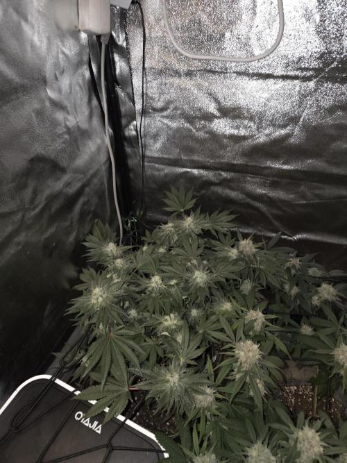 Super Silver Haze. Week 10