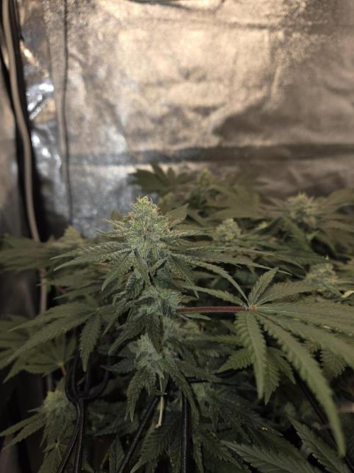 Super Silver Haze. Week 10