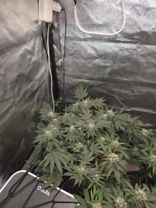 Super Silver Haze . Week 10