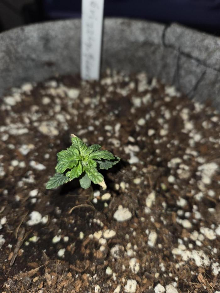 Grizzly Glue. Week 3