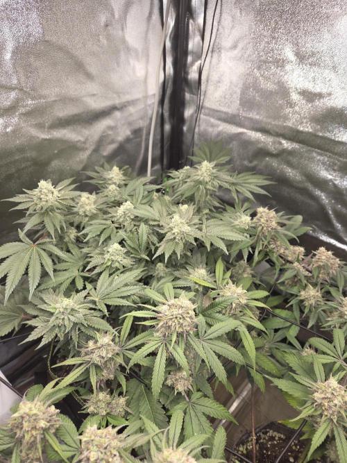 Super Silver Haze. Week 11
