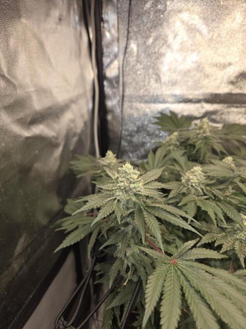 Super Silver Haze . Week 11
