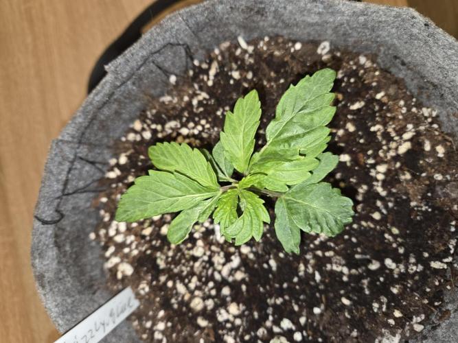 Grizzly Glue. Week 4