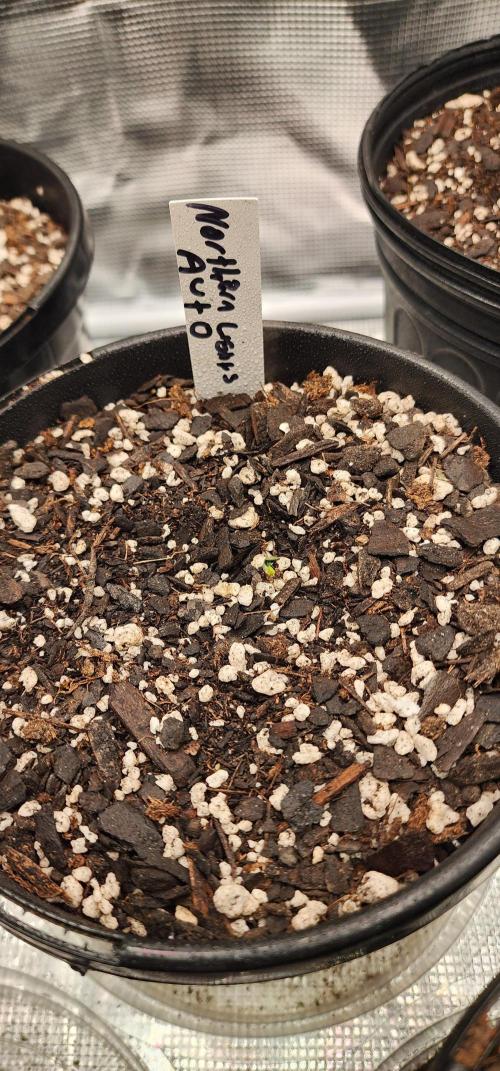 Green Poison & AUTO Northern Lights. Week 1