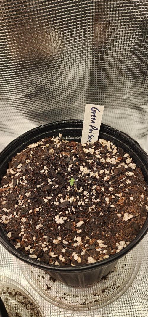 Green Poison & AUTO Northern Lights. Week 1