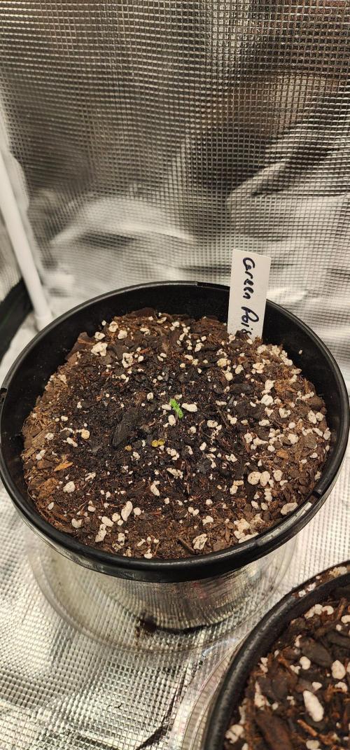 Green Poison & AUTO Northern Lights. Week 1