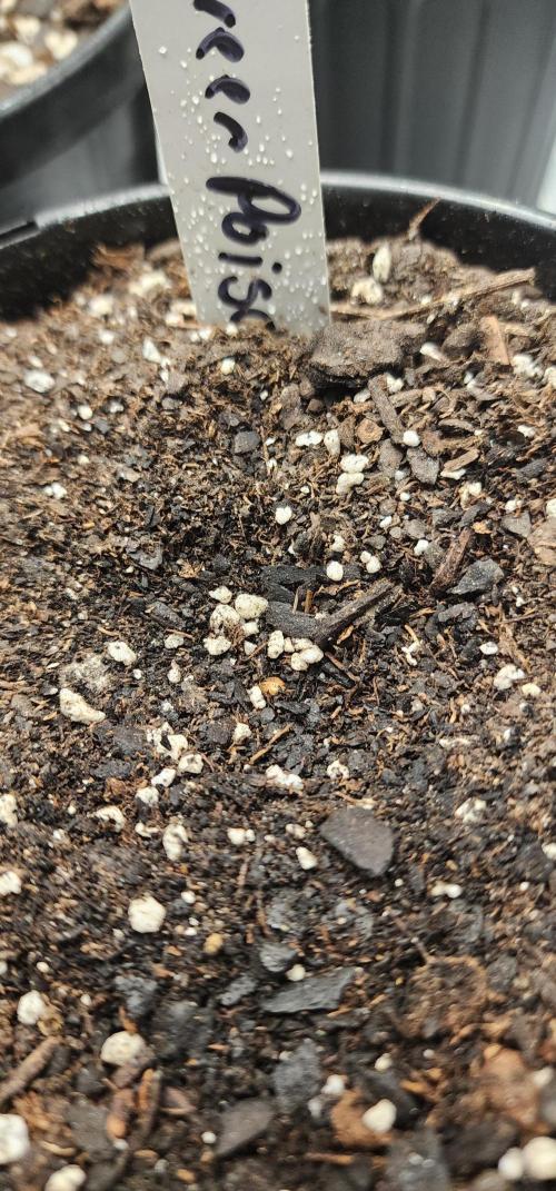 Green Poison & AUTO Northern Lights. Week 1 - It grew to the top of the soil and stopped. 