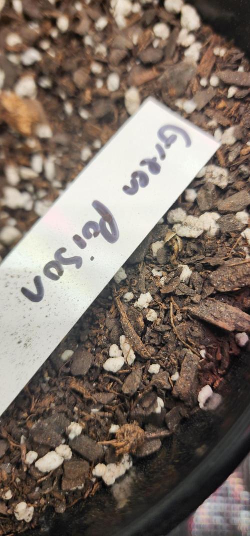 Green Poison & AUTO Northern Lights. Week 1 - This one was the late sprout. Didn't grow