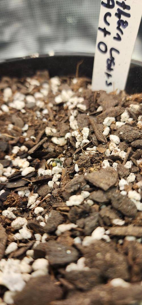 Green Poison & AUTO Northern Lights. Week 1 - Northern Lights Auto looks done for