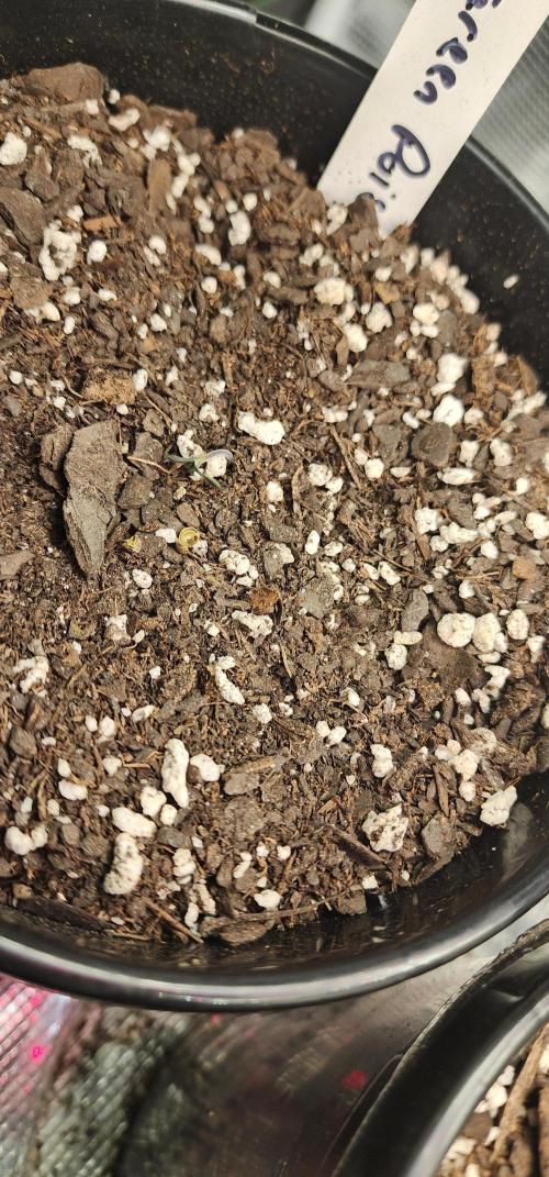 Green Poison & AUTO Northern Lights. Week 1 - This one fell over and isn't looking good. 