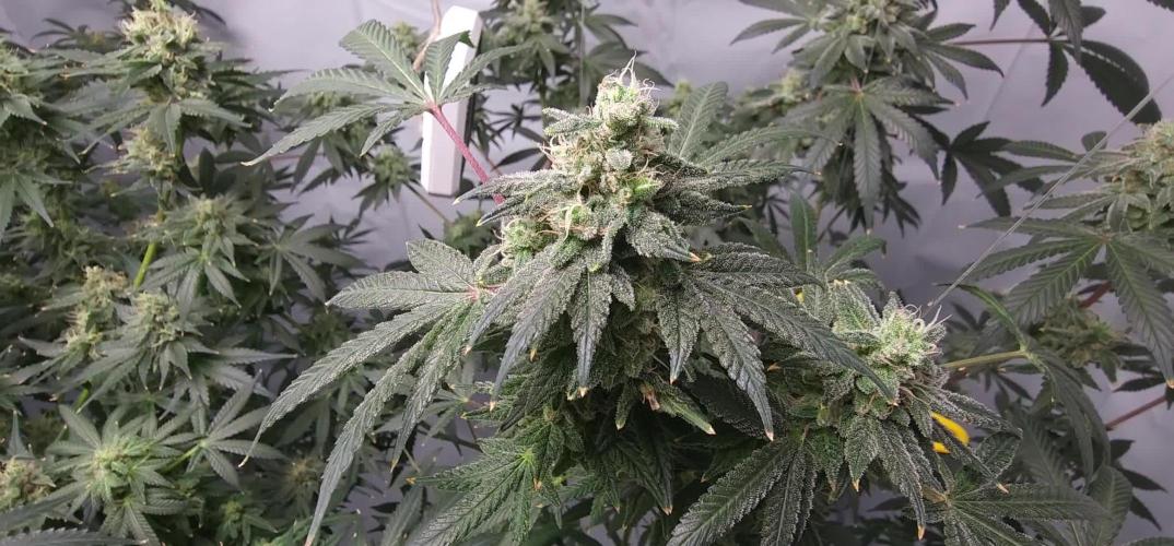 Frozn BlackCherry/Amherst SourD/AllGasOG