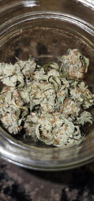 Comment by DonvitoGenetics photo #1