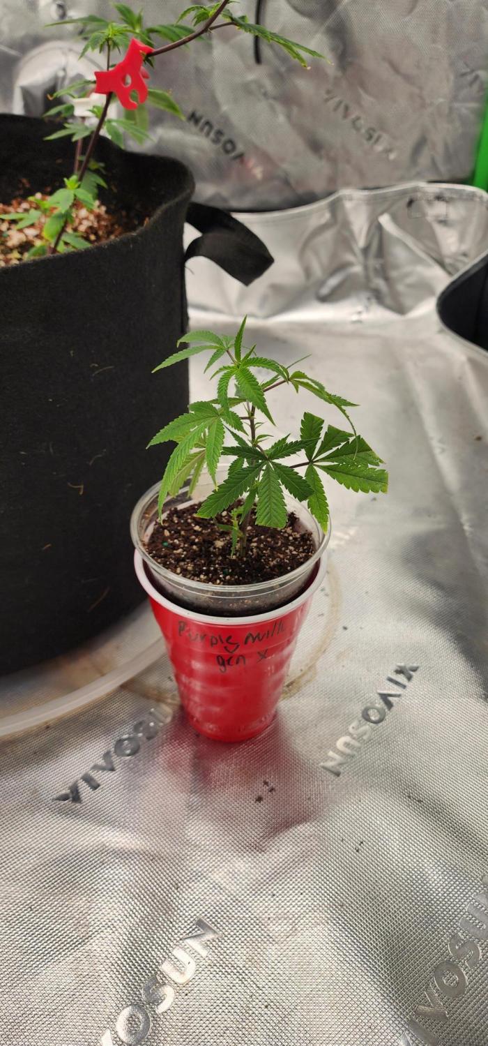Purple milk x Gen x/loonatixz Genetixz. Week 0 - Transplanted Into a solo cup