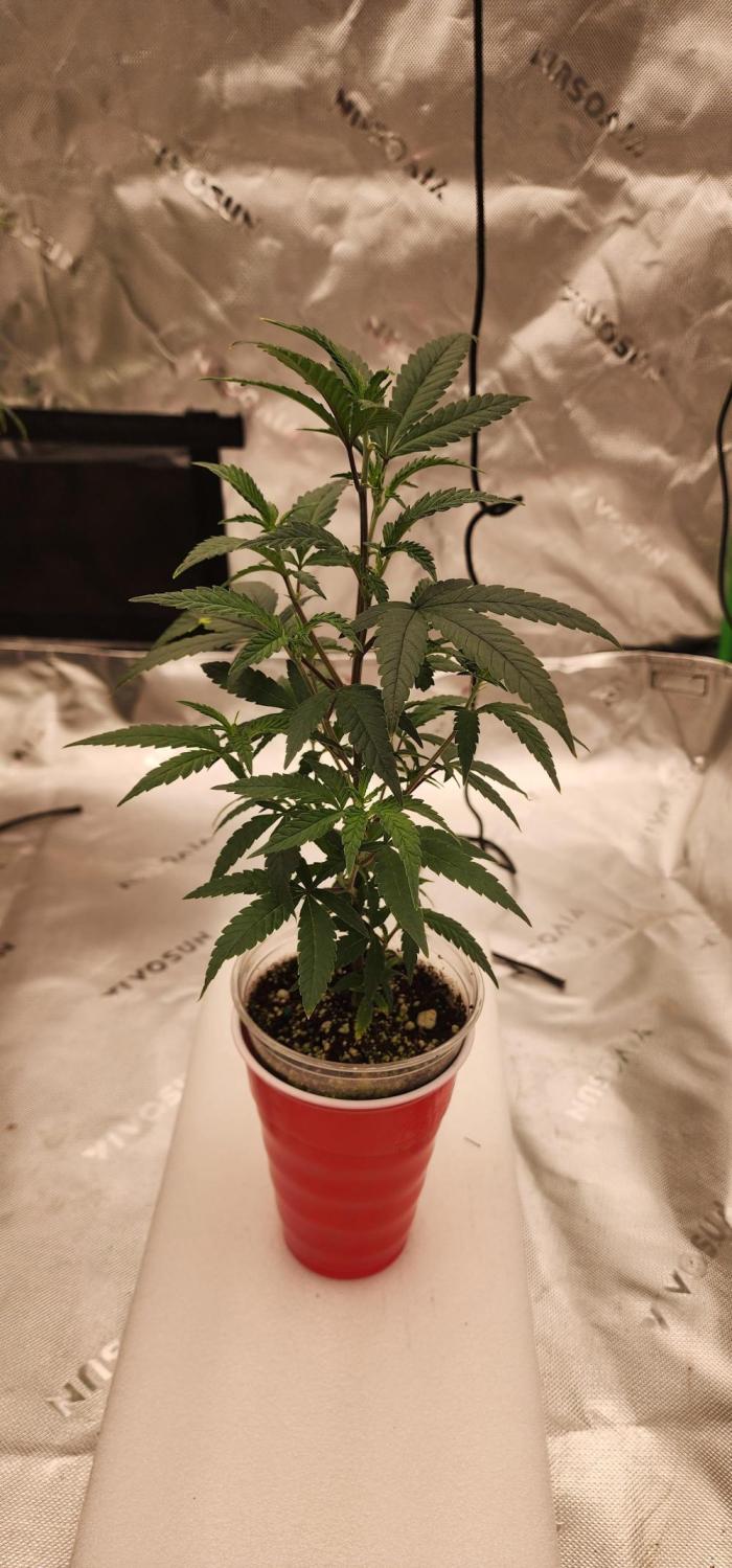 Purple milk x Gen x/loonatixz Genetixz. Week 1 - Getting healthy in the solo cup