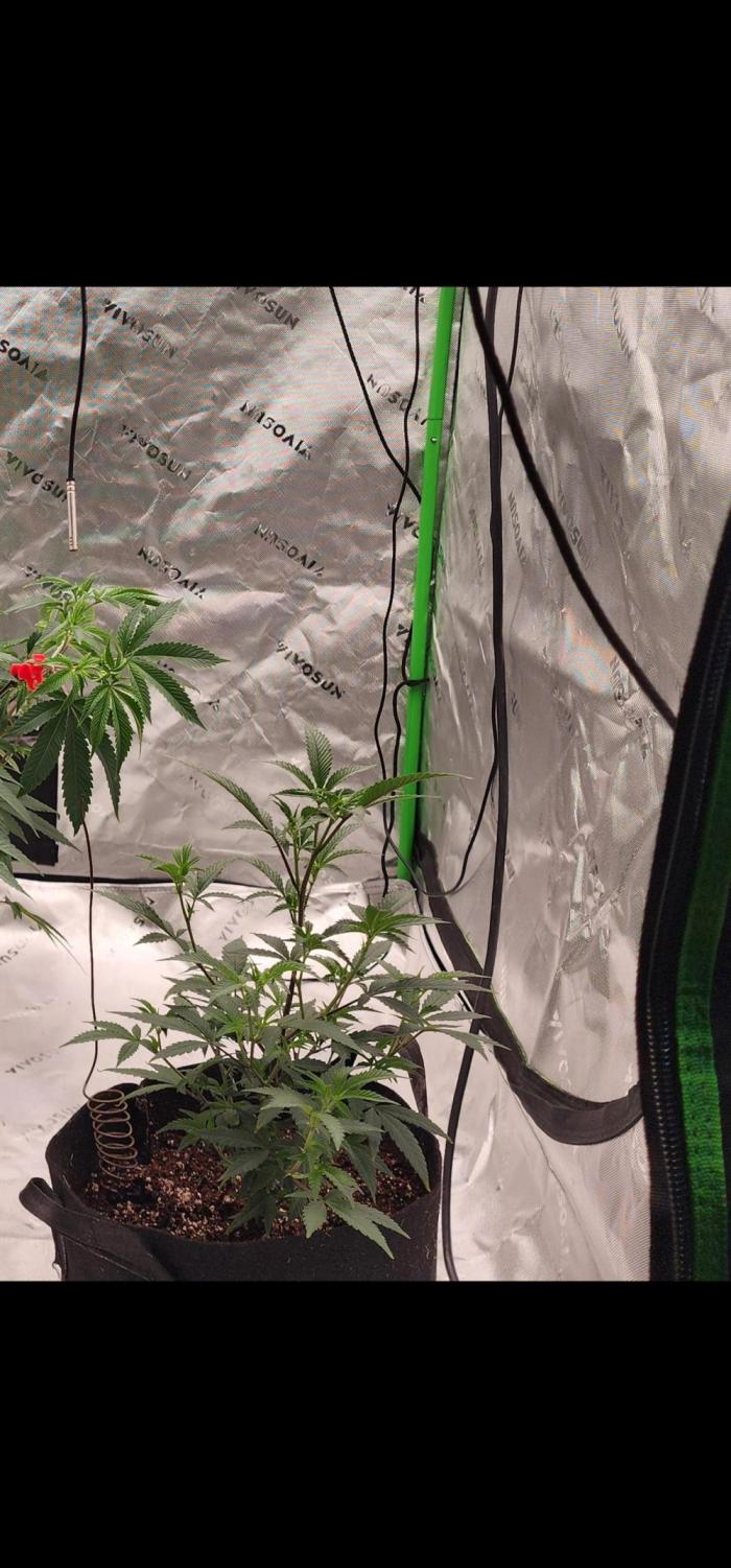 Purple milk x Gen x/loonatixz Genetixz. Week 2 - Transplanted into fabric pot