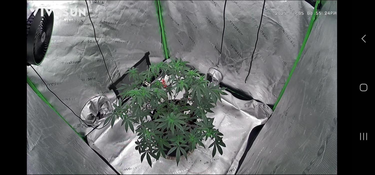 Purple milk x Gen x/loonatixz Genetixz. Week 3 - Really starting to fill out 