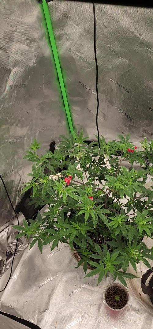 Purple milk x Gen x/loonatixz Genetixz