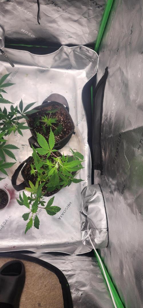 Pink cocaine/Feed me genetics. Week 0 - Got these as clones not so happy with the big one