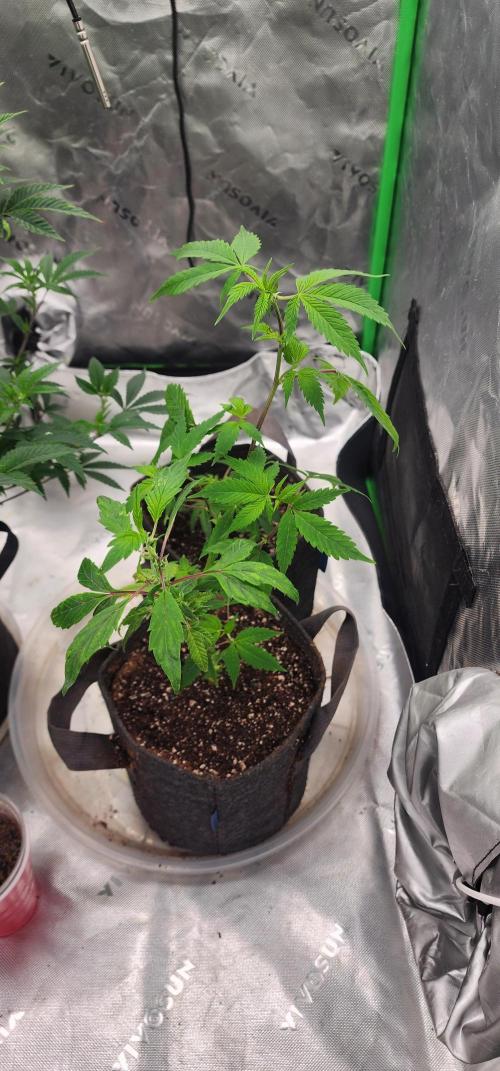 Pink cocaine/Feed me genetics. Week 0 - The wild clone not sure if im gunna keep her going to try to bring her to life