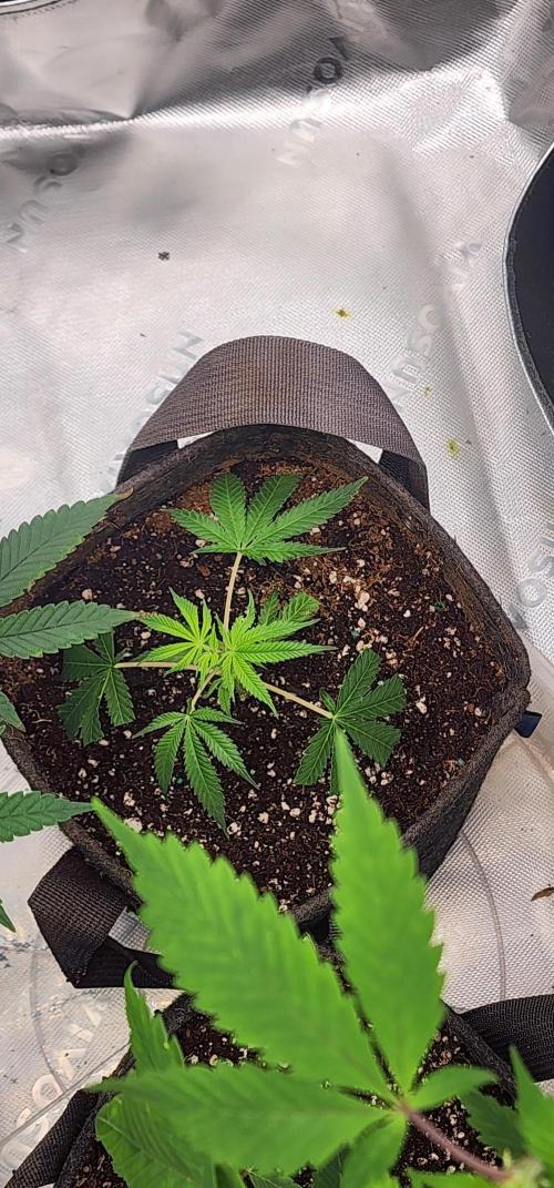 Pink cocaine/Feed me genetics. Week 0 - How a clone should look 