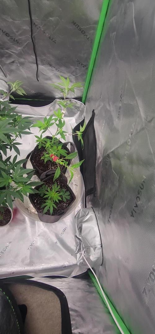 Pink cocaine/Feed me genetics