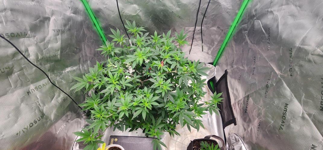 Purple milk x Gen x/loonatixz Genetixz. Week 5 - Growing nicely definitely flipping next week