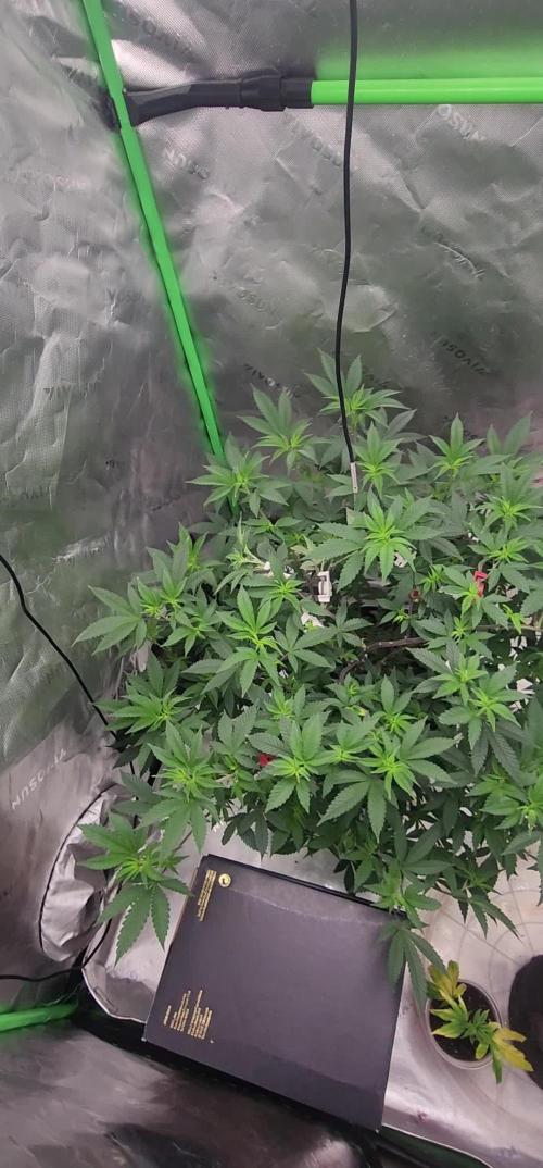 Purple milk x Gen x/loonatixz Genetixz