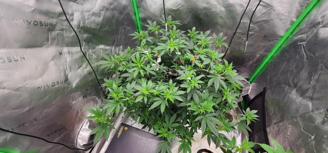 Purple milk x Gen x/loonatixz Genetixz. Week 5 - Update week 5