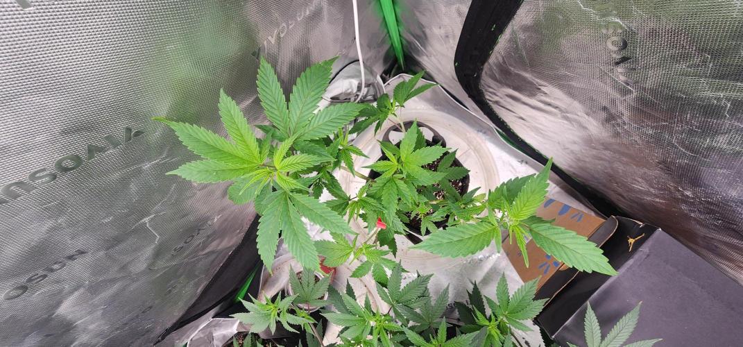 Pink cocaine/Feed me genetics. Week 1 - Definitely getting healthier 