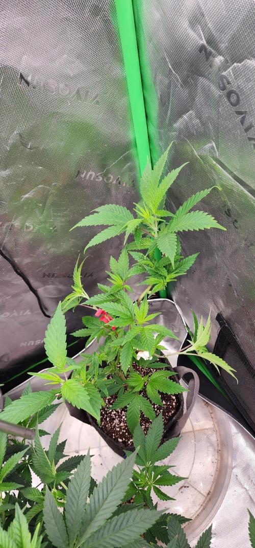 Pink cocaine/Feed me genetics. Week 1