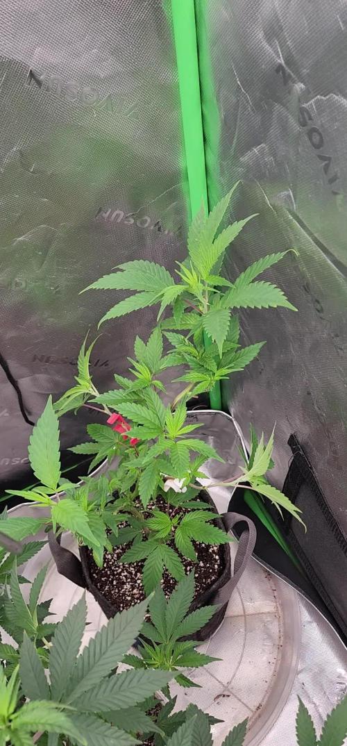 Pink cocaine/Feed me genetics