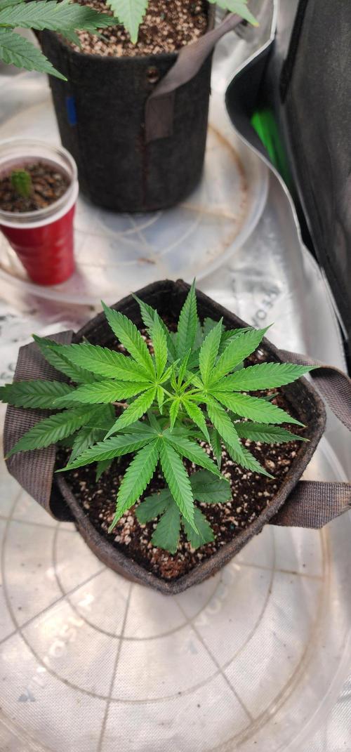 Grape balls of fire/Feed me Genetics. Week 1 - Starting to get nice and healthy 