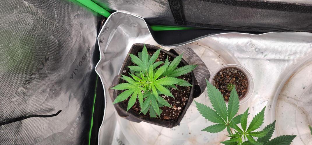 Grape balls of fire/Feed me Genetics. Week 1 - Big improvement!