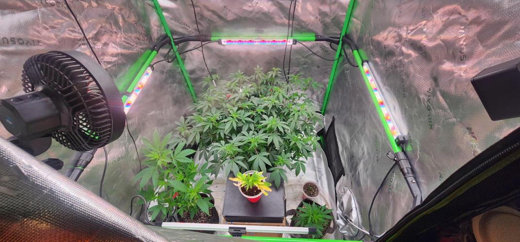 Purple milk x Gen x/loonatixz Genetixz. Week 5 - Added vivosun side lighting 