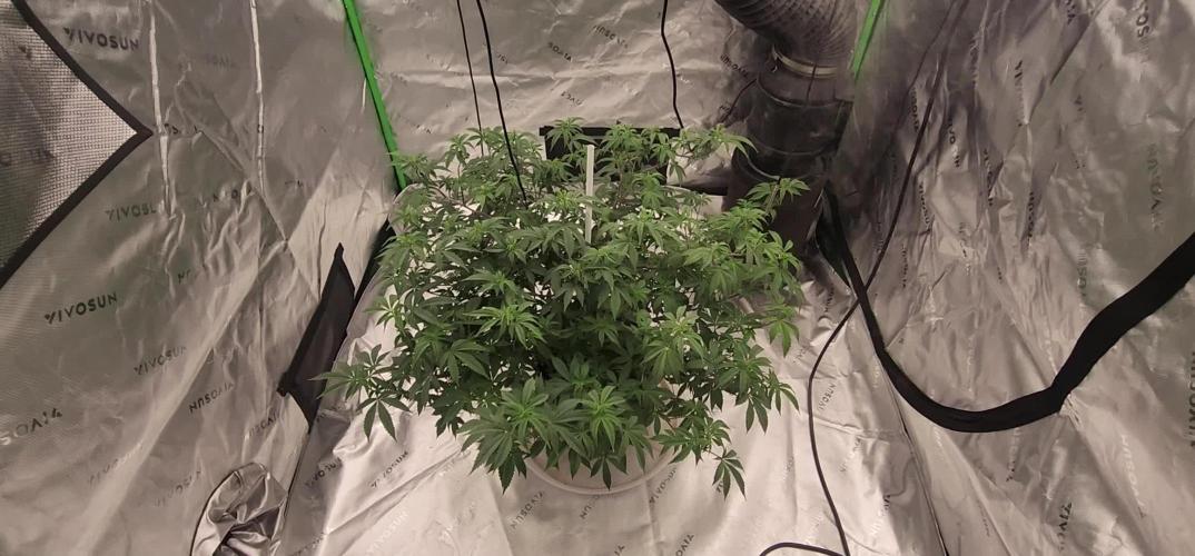 Purple milk x Gen x/loonatixz Genetixz