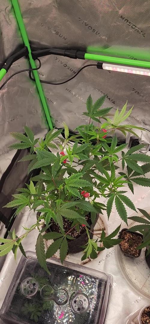 Pink cocaine/Feed me genetics