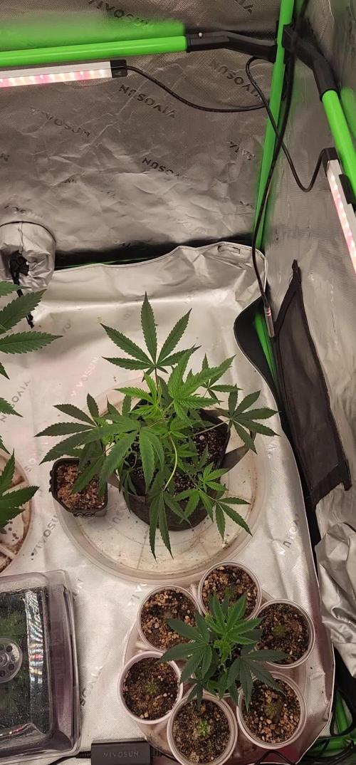 Grape balls of fire/Feed me Genetics