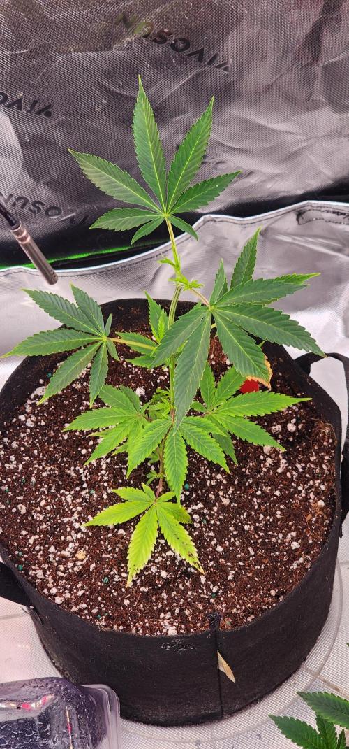 Little Devils 😈. Week 0 - Little devil seed #1